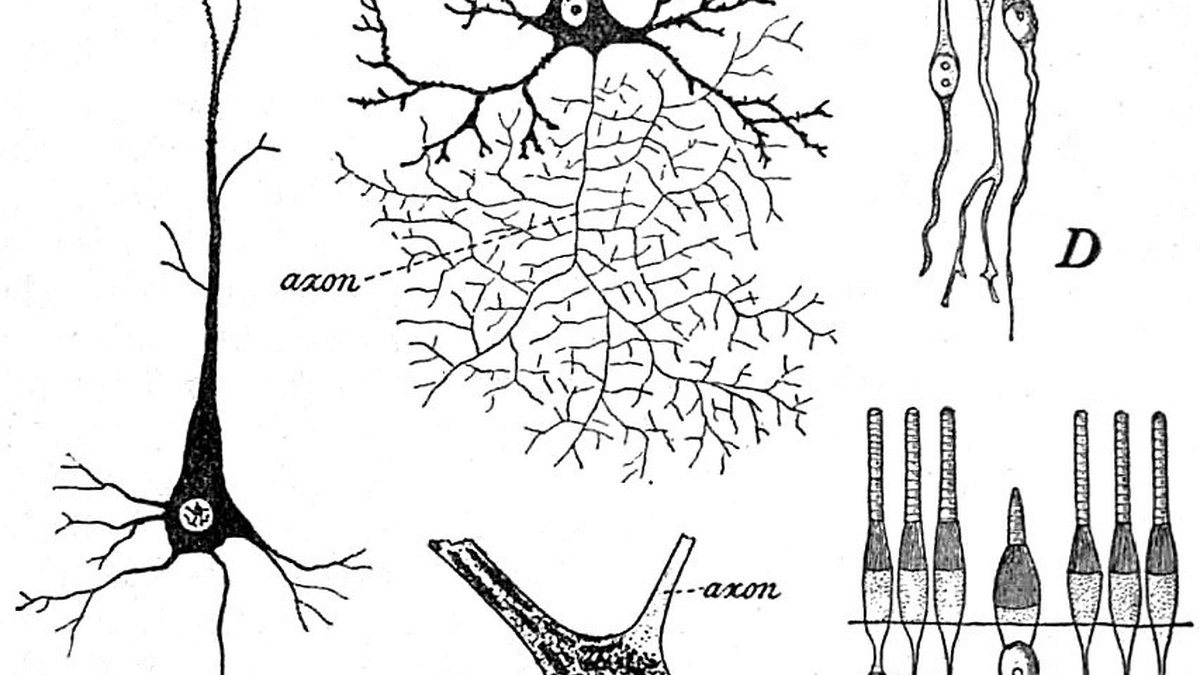 Classic anatomical drawing of neurons showing cell bodies, dendrites and labelled axons — the signalling architecture in which the neuropeptide APGWamide acts; an APGWamide feature by Panacea Bio Chem and Bogdan Dicoias